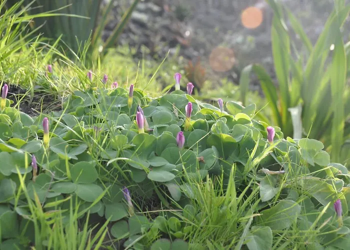 Lava Homes * Santo Amaro (Azores)