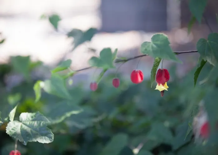 فيلة Lava Homes Santo Amaro (Azores)