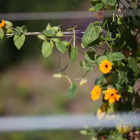 Villa Lava Homes Santo Amaro (Azores)