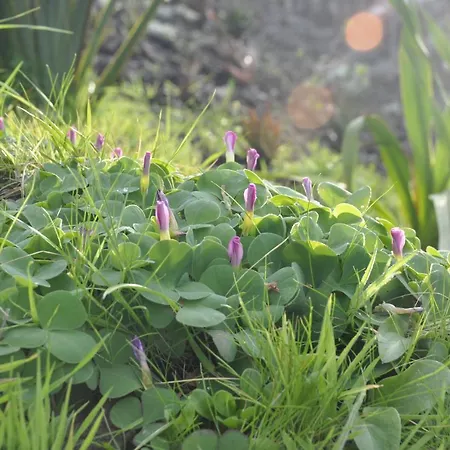 Lava Homes * Santo Amaro (Azores)
