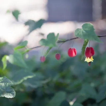 Villa Lava Homes Santo Amaro (Azores)