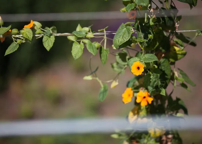 Villa Lava Homes Santo Amaro (Azores)